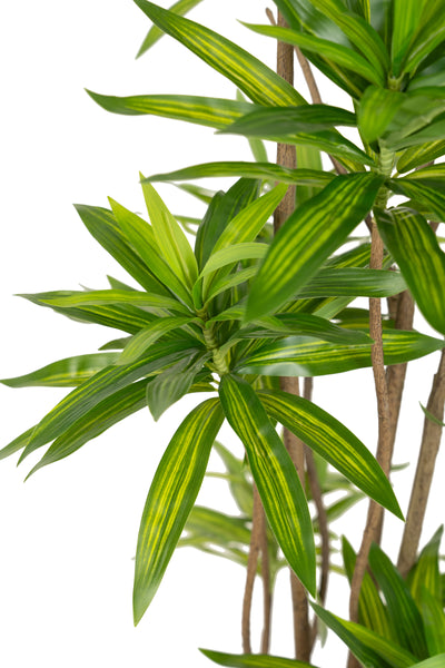 Dracaena artificiala H200cm fragrans cu frunze verzi
