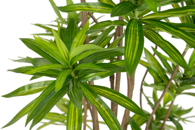 Dracaena artificiala H200cm fragrans cu frunze verzi