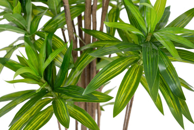 Dracaena artificiala H220cm fragrans cu frunze verzi
