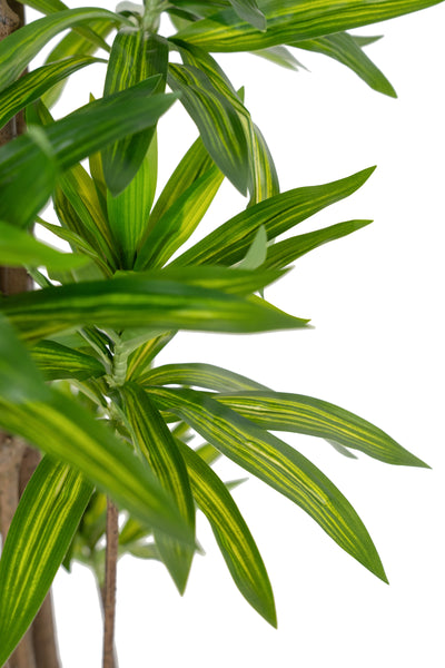 Dracaena artificiala H220cm fragrans cu frunze verzi