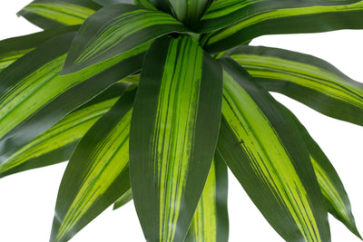 Dracaena artificiala janet craig cu 31 frunze verzi D80xH110cm