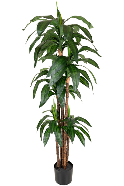 Dracaena artificiala Janet craig cu 97 frunze H150cm