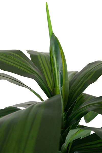 Dracaena artificiala Janet craig cu 97 frunze H150cm