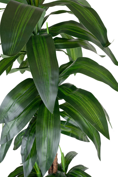 Dracaena artificiala Janet craig cu 97 frunze H150cm