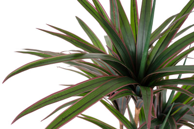 Dracaena artificiala marginata cu 110 frunze verde cu rosu H120 cm