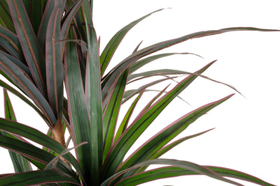 Dracaena artificiala marginata cu 110 frunze verde cu rosu H120 cm