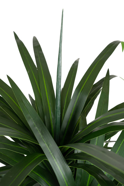 Dracaena artificiala marginata cu 110 frunze verzi H120 cm