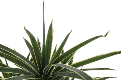 Dracaena artificiala marginata cu 180 frunze verzi cu alb H150 cm