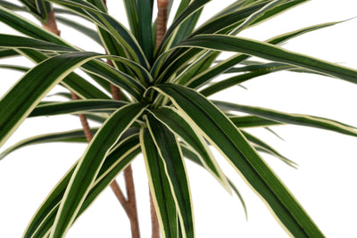 Dracaena artificiala marginata cu 180 frunze verzi cu alb H150 cm