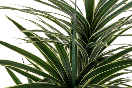 Dracaena artificiala marginata cu 180 frunze verzi cu alb H150 cm