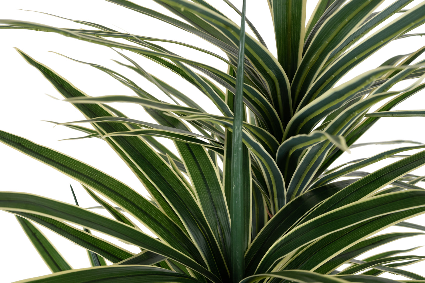 Dracaena artificiala marginata cu 180 frunze verzi cu alb H150 cm