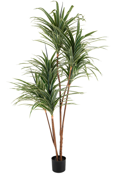 Dracaena artificiala marginata cu 310 frunze verde cu alb H180cm