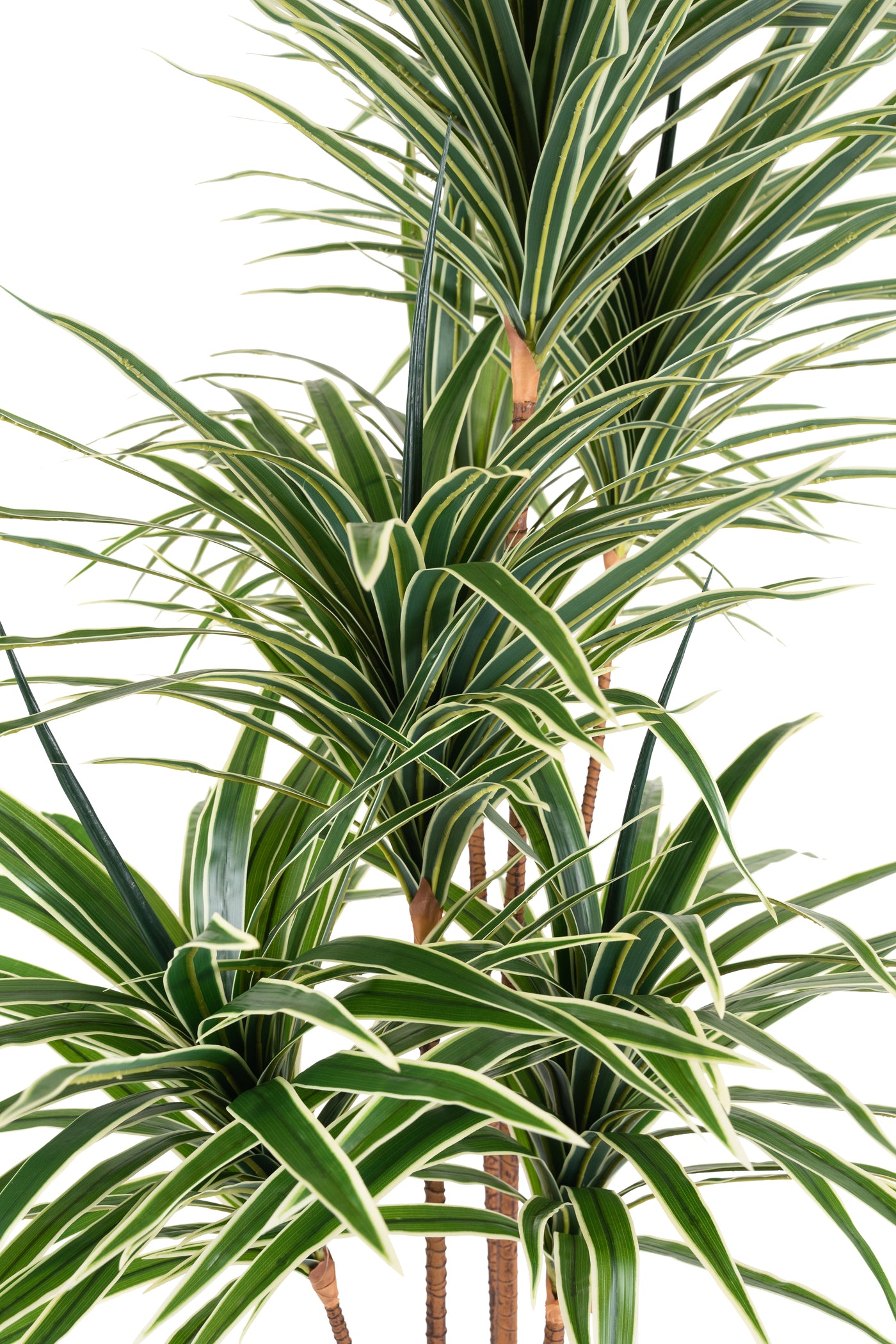 Dracaena artificiala marginata cu 310 frunze verde cu alb H180cm