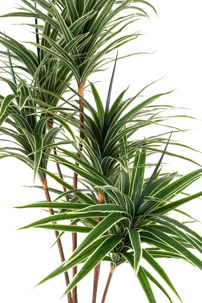 Dracaena artificiala marginata cu 310 frunze verde cu alb H180cm