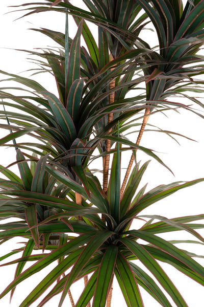 Dracaena artificiala marginata cu 310 frunze verde cu rosu H180 cm