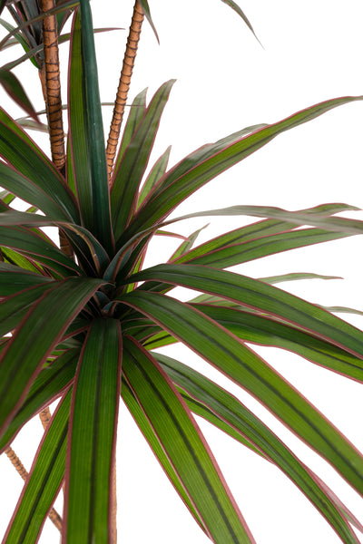 Dracaena artificiala marginata cu 310 frunze verde cu rosu H180 cm