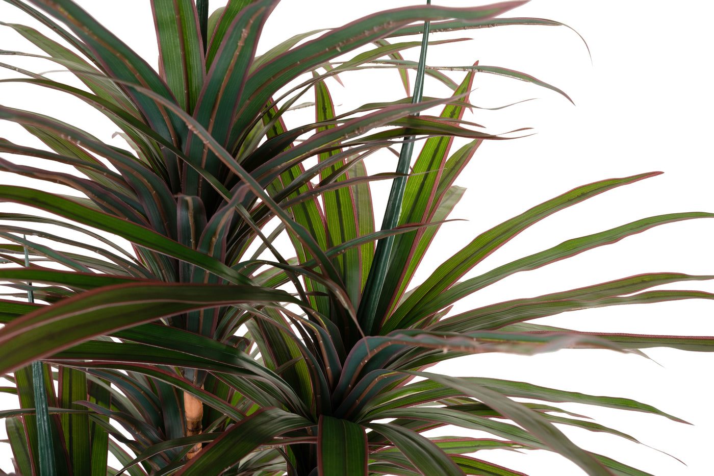 Dracaena artificiala marginata cu 310 frunze verde cu rosu H180 cm