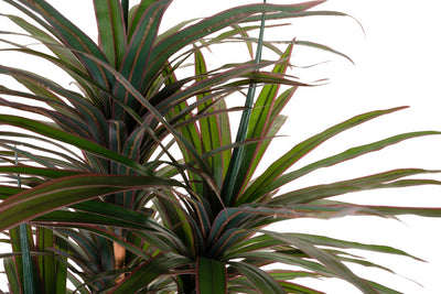 Dracaena artificiala marginata cu 310 frunze verde cu rosu H180 cm