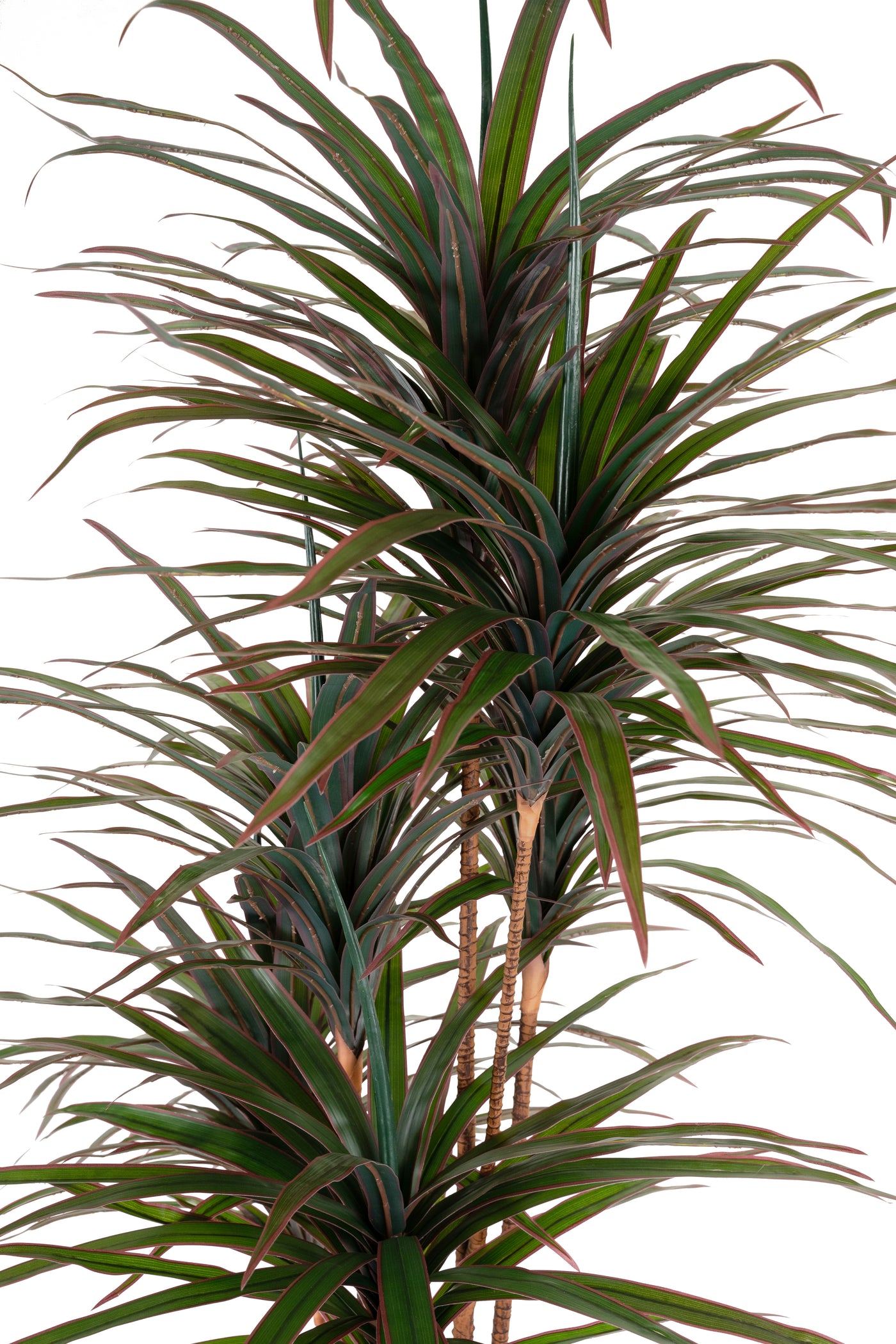 Dracaena artificiala marginata cu 310 frunze verde cu rosu H180 cm