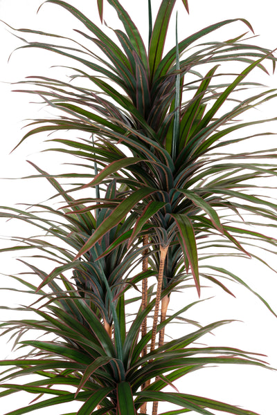 Dracaena artificiala marginata cu 310 frunze verde cu rosu H180 cm