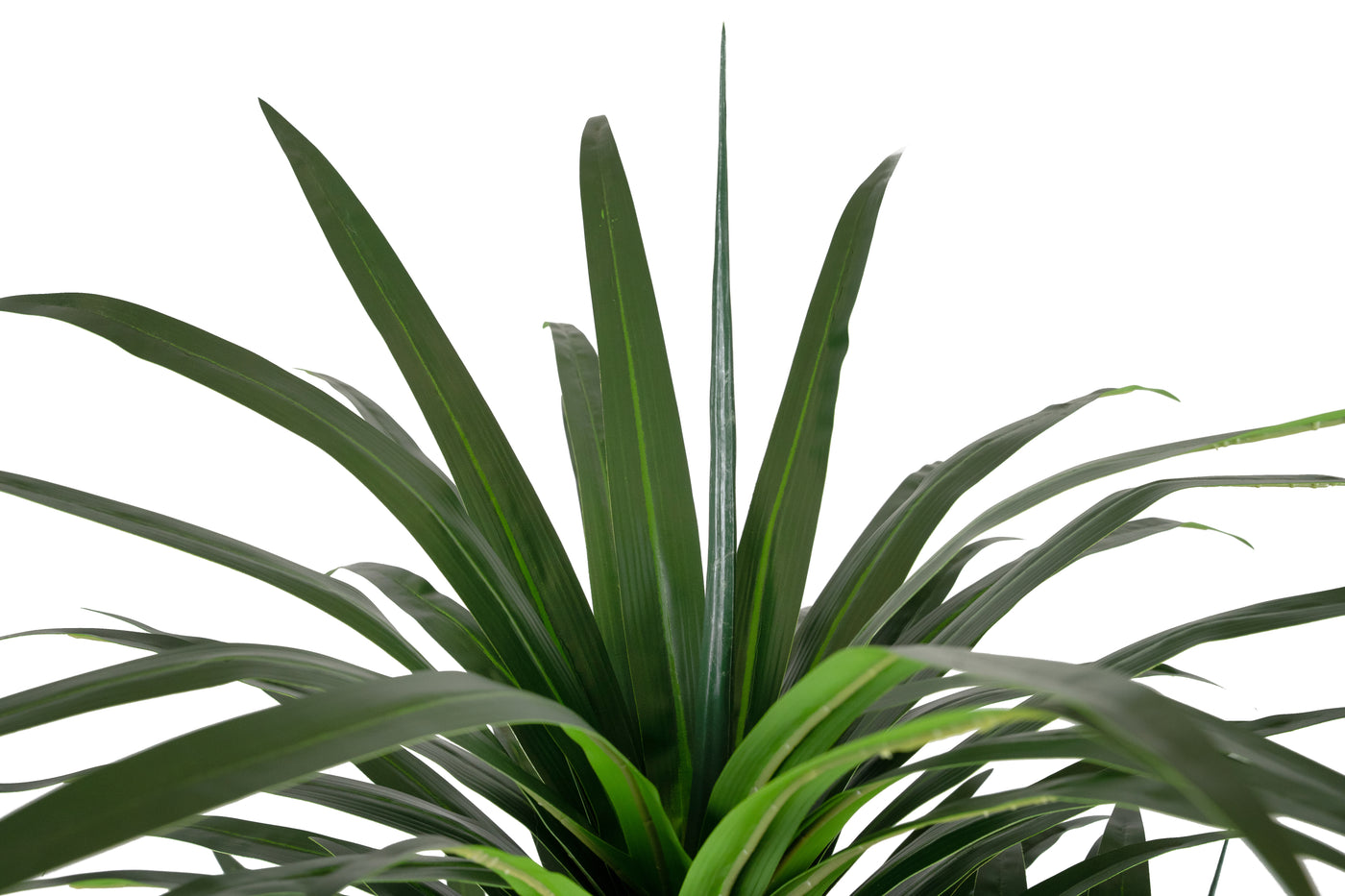 Dracaena artificiala marginata cu 310 frunze verzi H180 cm