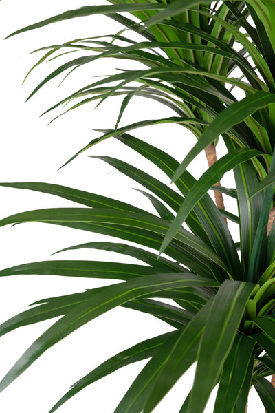 Dracaena artificiala marginata cu 310 frunze verzi H180 cm
