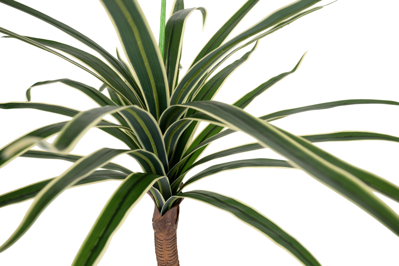 Dracaena artificiala marginata H80 cm