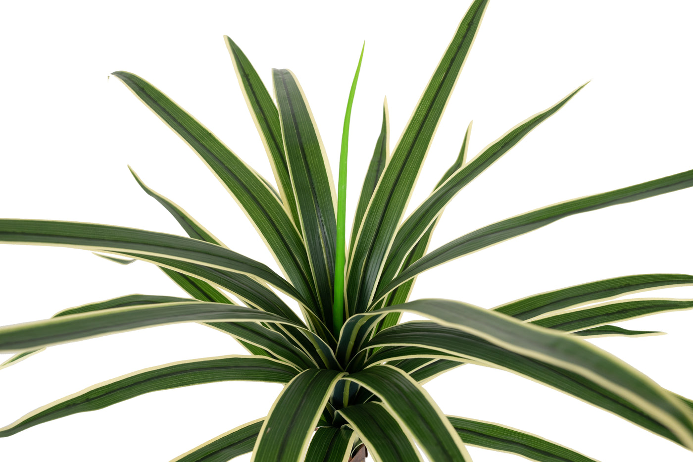 Dracaena artificiala marginata H80 cm