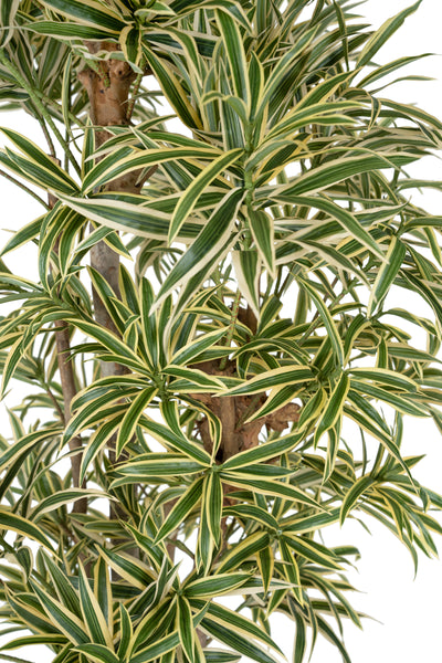 Dracaena artificiala Reflexa variegata cu frunze verzi cu galben H185 cm