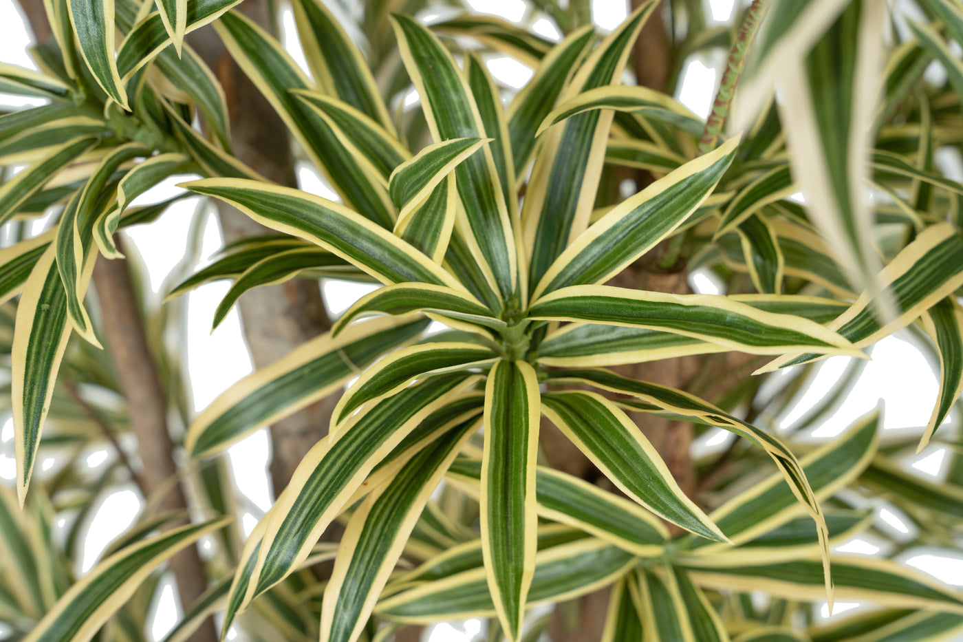 Dracaena artificiala Reflexa variegata cu frunze verzi cu galben H185 cm