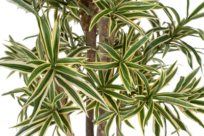 Dracaena artificiala Reflexa variegata cu frunze verzi cu galben H185 cm