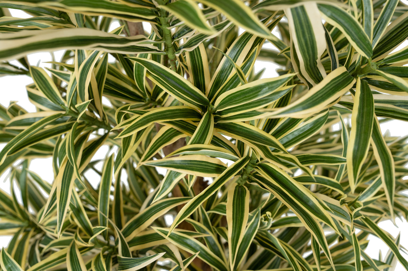 Dracaena artificiala Reflexa variegata cu frunze verzi cu galben H185 cm