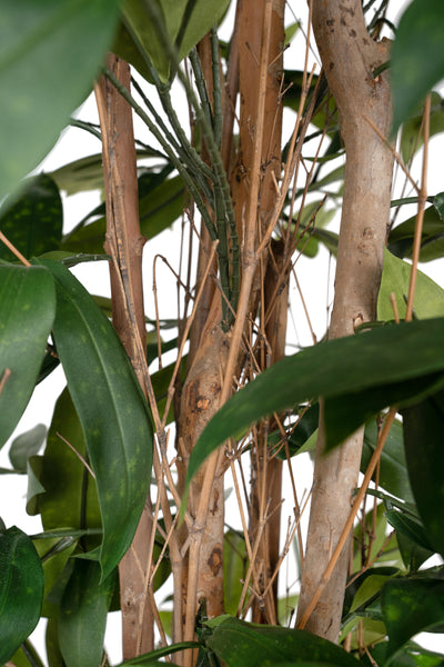 Dracaena artificiala surculosa H120 cm