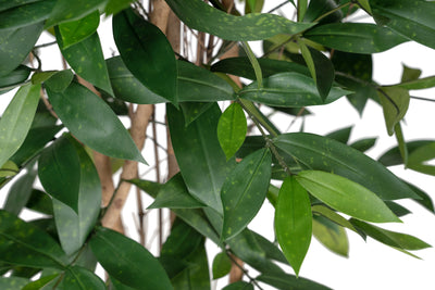 Dracaena artificiala surculosa H180 cm