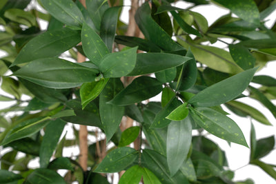 Dracaena artificiala surculosa H180 cm