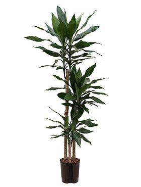 Dracaena fragrans 130 cm
