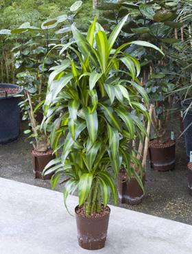 Planta naturala de interior Dracaena hawaiian sunshine inaltime 120 cm