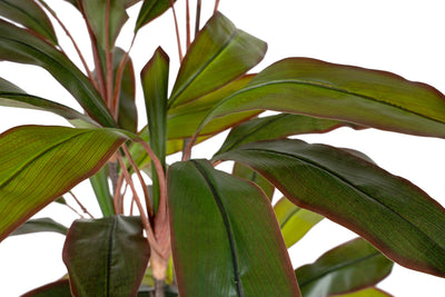 Dracaena marginata artificiala cu 50 frunze H130 cm