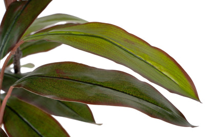 Dracaena marginata artificiala cu 50 frunze H150 cm