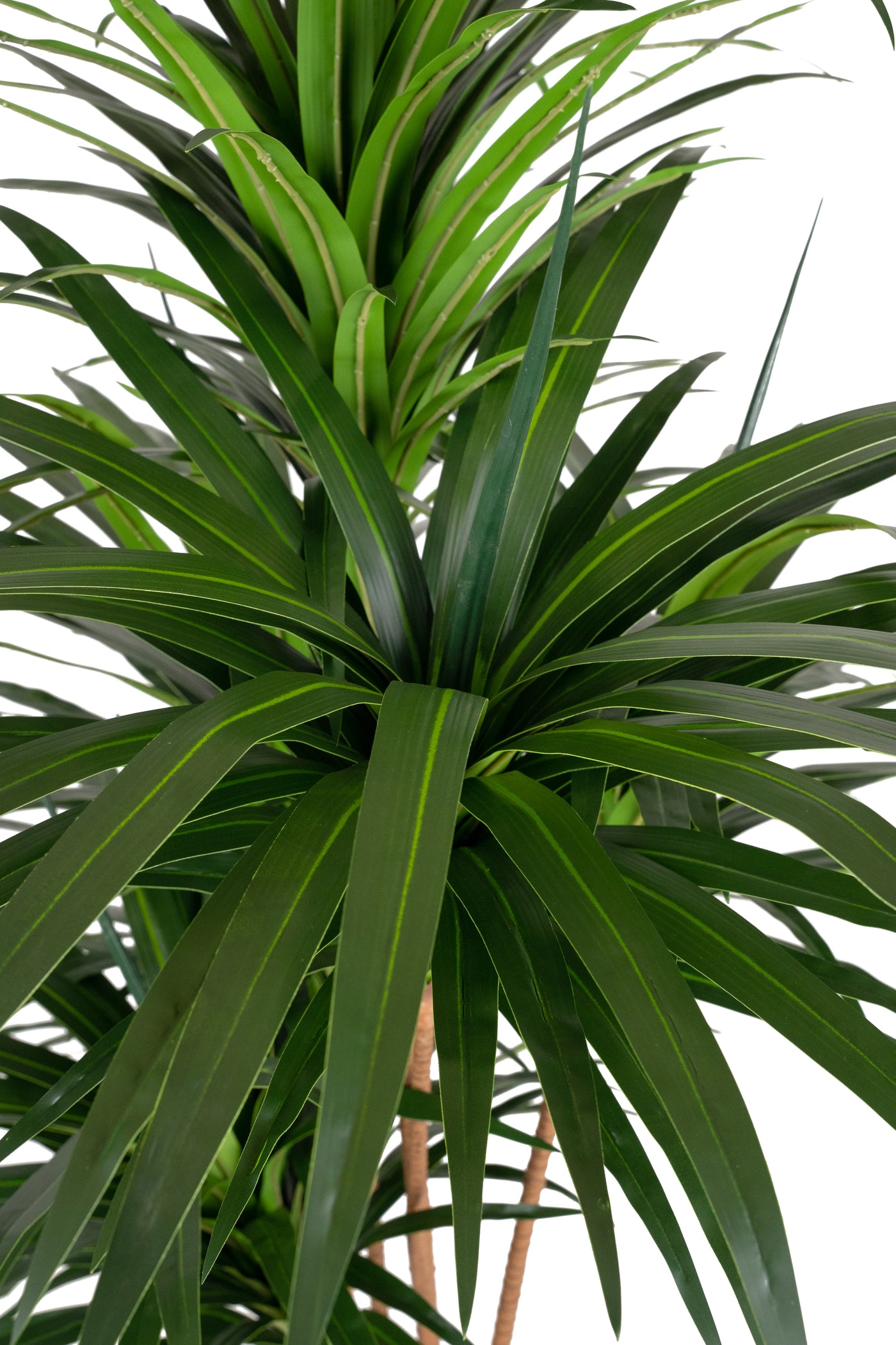 Dracaena artificiala marginata cu 310 frunze verzi H180 cm