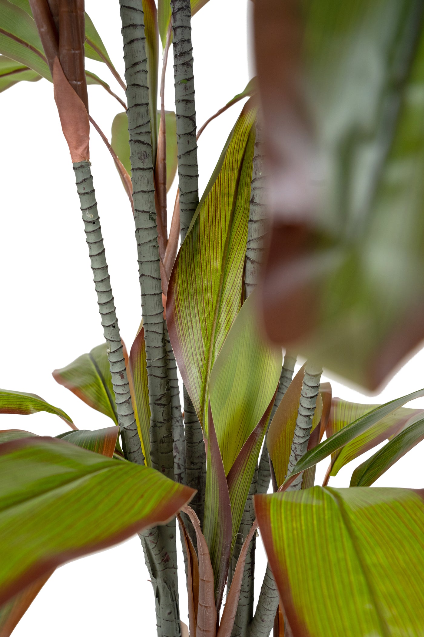 Dracaena marginata artificiala cu 66 frunze H180 cm