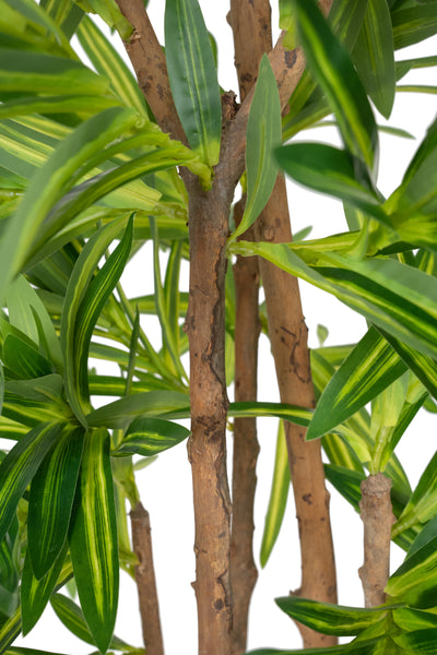 Dracaena artificiala Reflexa variegat cu 570 frunze verde cu galben H150 cm