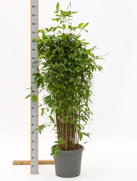 Dracaena surculosa 160 cm
