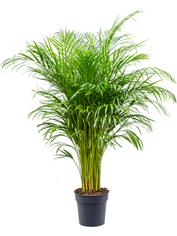 Dypsis (Areca chrysalidocarpus) lutescens D65xH140 cm