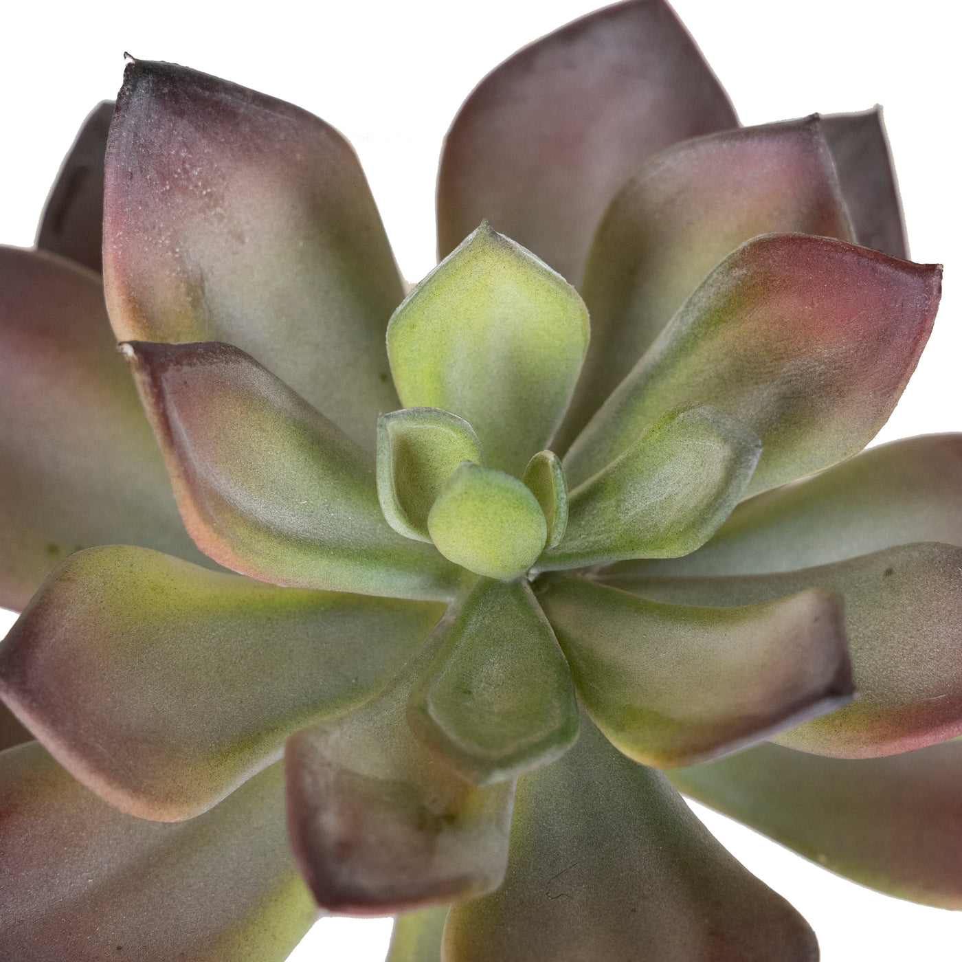 Planta artificiala Echeveria artificiala verde - rosu