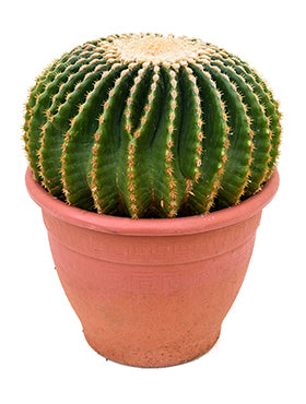 Echinocactus subinermis D20xH45 cm
