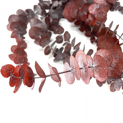 Eucalipt baby blue H40-80 cm. rosu