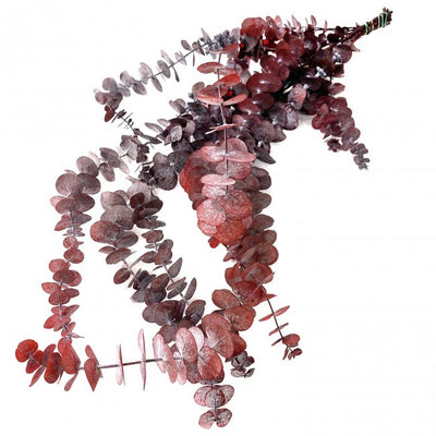 Eucalipt baby blue H40-80 cm. rosu