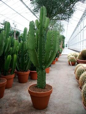 Euphorbia ingens 145 cm