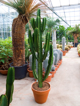 Euphorbia ingens 180 cm